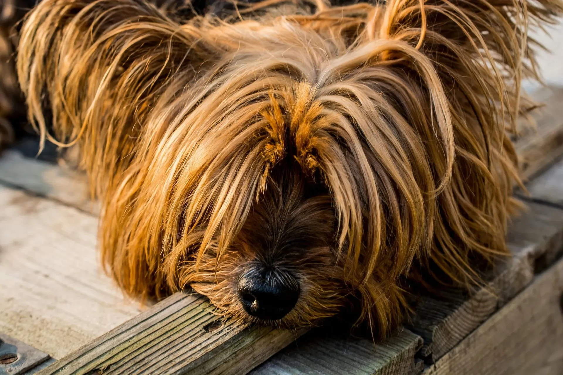 yorkshire-terrier-dog-small-dog-57420-1920w