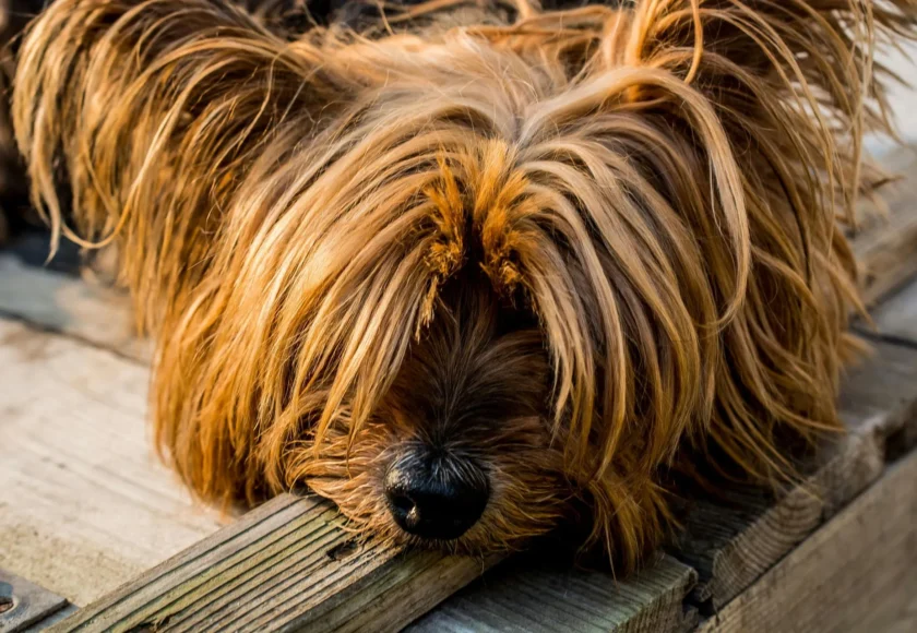 yorkshire-terrier-dog-small-dog-57420-1920w