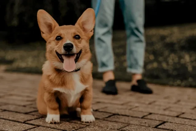 ¿Cómo Cuidar a su Perro Cuando Trabaja Tiempo Completo