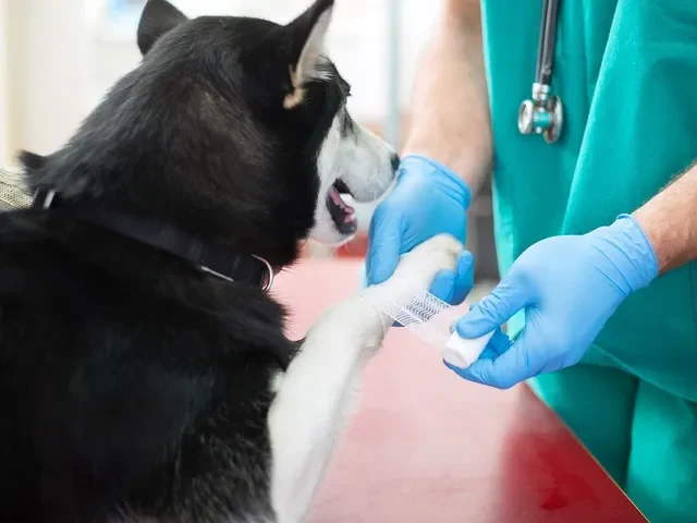¿Cómo Curar una Herida en mi Perro