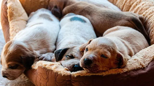 ¿Cómo Duermen los Perros en la Guardería Canina 1