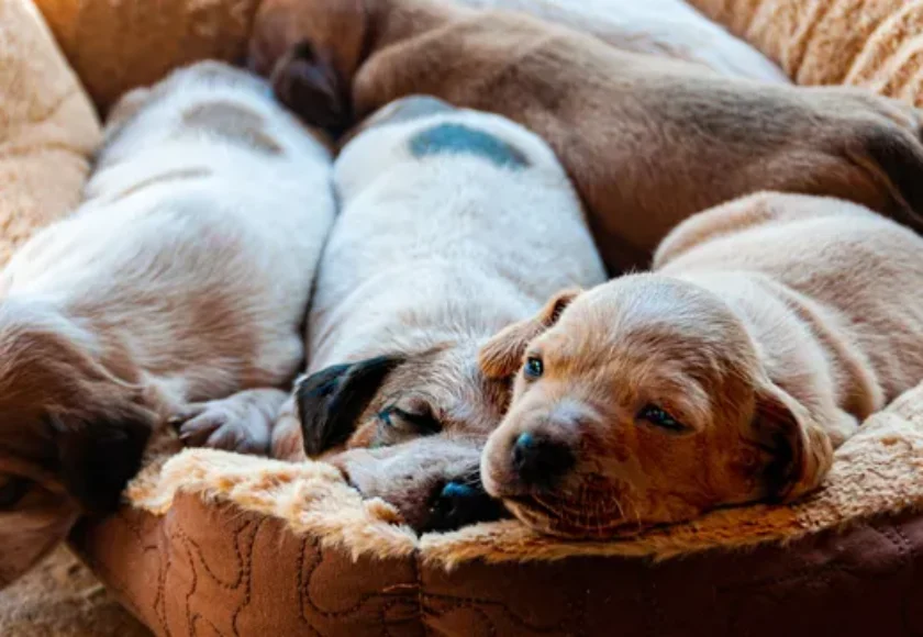 ¿Cómo Duermen los Perros en la Guardería Canina 1