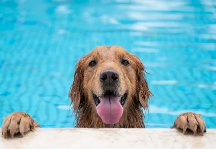 ¿Es Beneficioso Comprar una Piscina para tu Perro en Verano Consideraciones Importantes