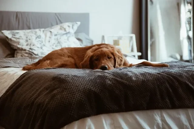 ¿Es verdad que los perros pueden aburrirse