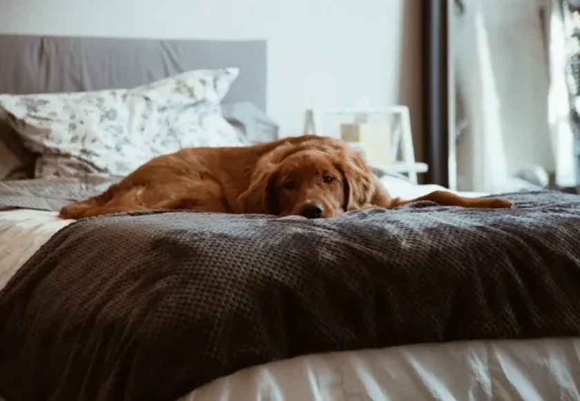 ¿Es verdad que los perros pueden aburrirse